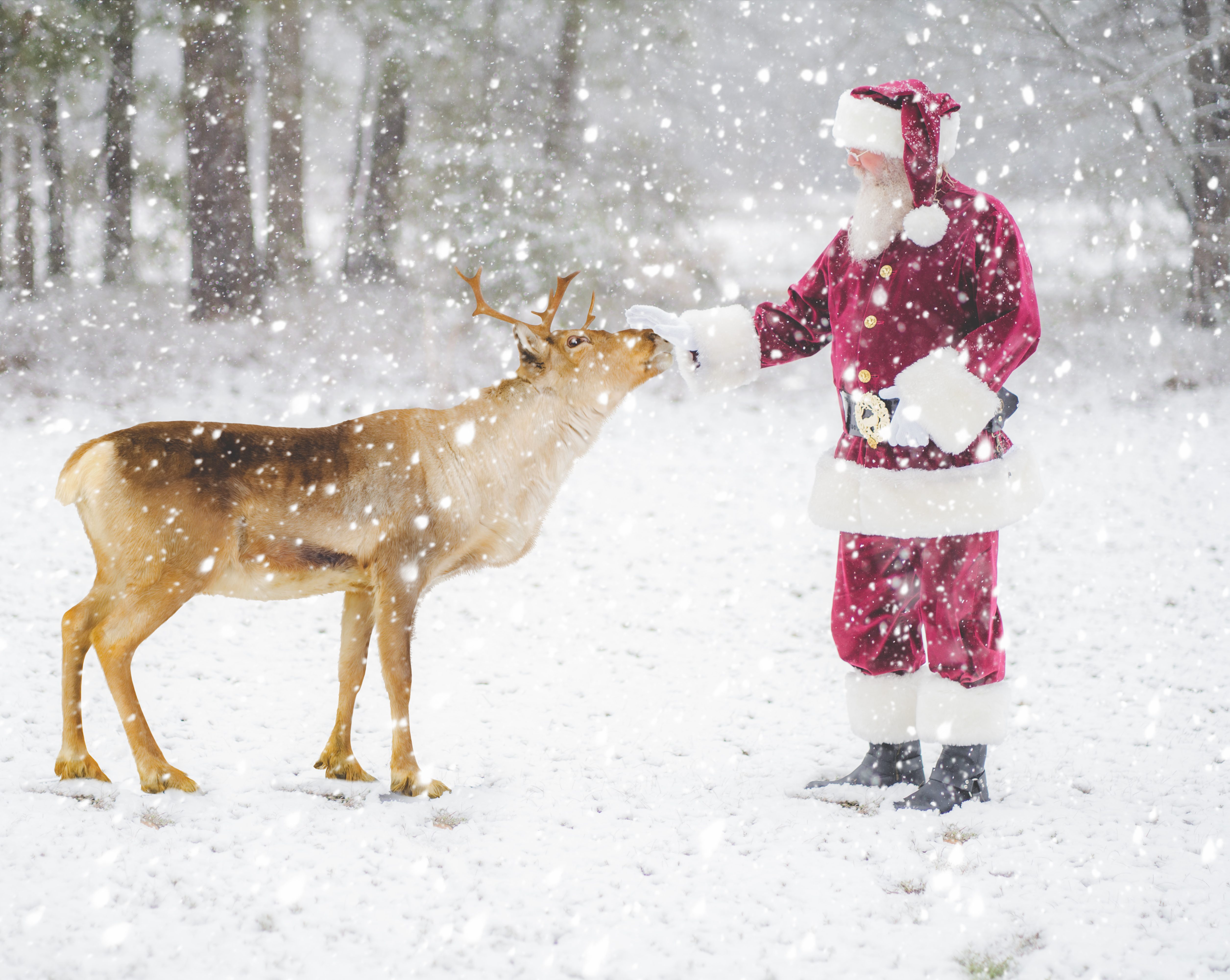 GA Santa Phillip with two cute kittens Ga Santa Phillip with a Reindeer in the snow